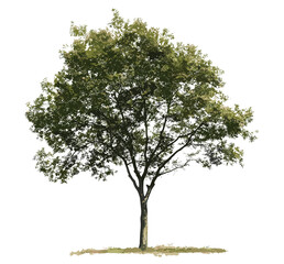 Fototapeta premium Isolated tree vector illustration, single botanical greenery, nature drawing, eco-friendly plant, green landscape, botanical art, natural design, environmental symbols