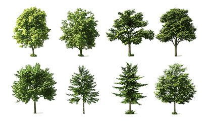 PNG set 3D render vector jungle rainforest shapes, tropical trees, cutout illustration, rain forest design, vibrant foliage, eco nature art, tree canopy, green jungle