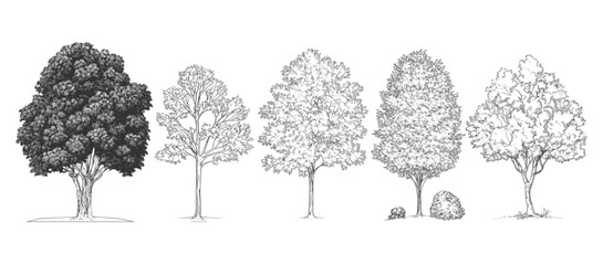 Vector illustration of oak and tropical trees in minimal style, side view, architecture symbol, tree line drawing for landscape design, outline fill in white.