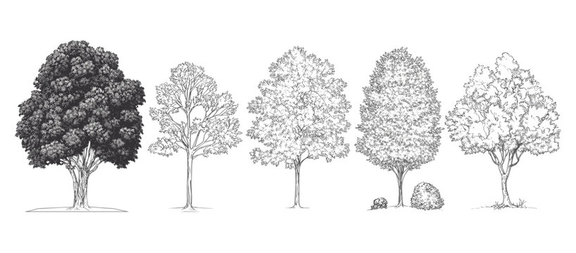 Vector illustration of oak and tropical trees in minimal style, side view, architecture symbol, tree line drawing for landscape design, outline fill in white.