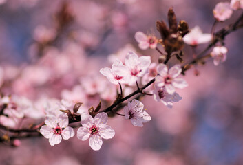 Obraz premium spring cherry blossom, close up