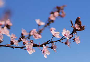 spring cherry blossom, close up