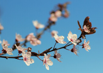 spring cherry blossom, close up