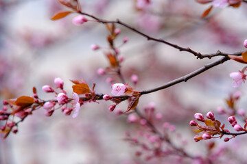 Closeup of a cherry blossom branch with pink flowers in bloom