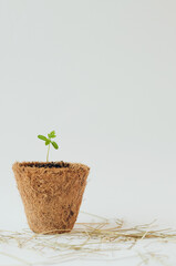 Small green plant sprout in biodegradable pot on white background. For text and articles on health....