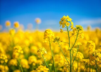 Obraz premium Miniature Mustard Field, Blooming Yellow Flowers, Tilt-Shift Photography