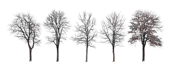 Winter trees vector illustration isolated on white background, set of leafless trees, minimalist nature design, digital art winter landscape, seasonal tree drawing, winter forest imagery