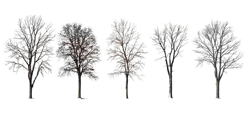 Set of winter trees vector illustration isolated on white background, leafless branches, nature minimalist art, tree silhouette design, winter season graphics, cold weather tree illustration