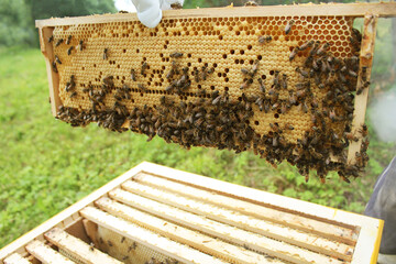 Beekeeper holding a honeycomb full of bees. Beekeeper in protective workwear inspecting honeycomb frame at apiary. Beekeeping concept