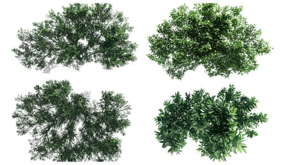 Isolated tree top view vector illustration, white background, transparent background, top-down tree clipart, detailed foliage vector, nature design element, greenery graphic