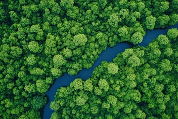 An aerial view showcasing a river flowing through a vibrant, lush green forest