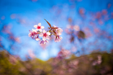 Phaya Suea Krong flower