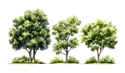 Obraz premium Green tree vector watercolor, forest side view, isolated on white background, landscape and garden elements for architecture, environment section, shrub design