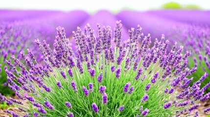 Naklejka premium Vibrant Lavender Field in Bloom