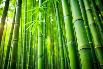 Fototapeta premium bamboo forest background