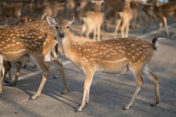 deer in the forest