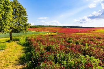 Naklejka premium Brightly colored carpets