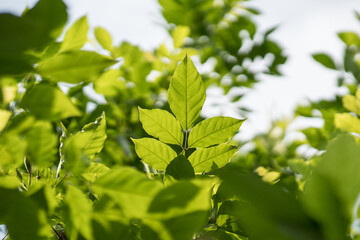 green leaves background