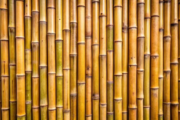 Naklejka premium bamboo forest background