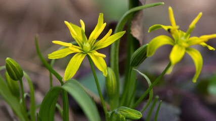Gagea lutea, a yellow star of Bethlehem that blooms in spring. macro photography, bokeh. first flower in early spring. small yellow meadow flower close-up. natural background