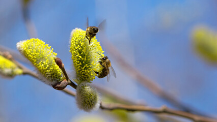 honey bees collects pollen on a yellow spring flower. willow branch with spring flowers. delicate willow flowers in spring. Active work of bees to collect pollen. lot of pollen and nectar. close-up