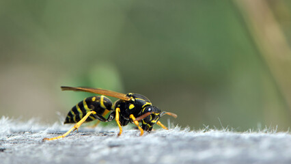 Vespula germanica, European wasp, German wasp. while scratching a wooden surface with its jaws,...