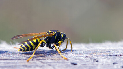 Vespula germanica, European wasp, German wasp. while scratching a wooden surface with its jaws, from which cellulose will be obtained, to build the nest. Isolated specimen, macro insect