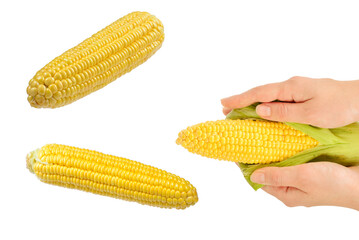 Yellow corn in woman hands isolated on white background.