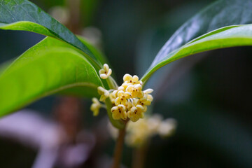 Osmanthus fragrans macro. Small yellow flowers on a branch in the garden selective focus. The fragrance of osmanthus flowers is used in perfumery.