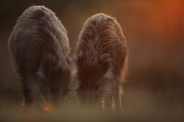 Dzik euroazjatycki, dzik, (Sus scrofa) © Bartosz Rakoczy