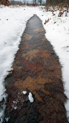 Oak leaves frozen in ice. autumn leaves, both in late autumn and winter. first snow or winter frosts. early spring. cold season. frozen, icy, covered with ice. close-up. winter background