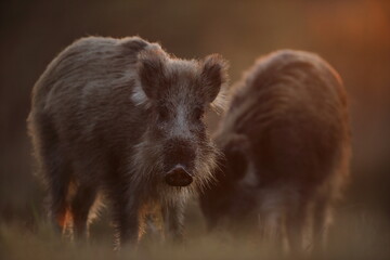 Dzik euroazjatycki, dzik, (Sus scrofa) © Bartosz Rakoczy