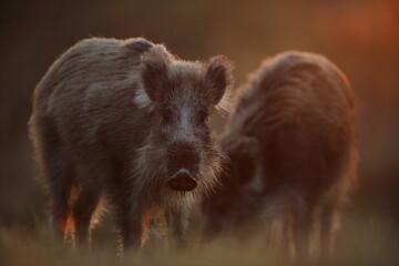 Dzik euroazjatycki, dzik, (Sus scrofa) © Bartosz Rakoczy