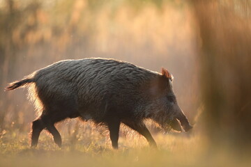 Dzik euroazjatycki, dzik, (Sus scrofa) © Bartosz Rakoczy