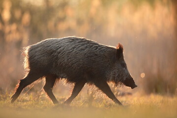 Dzik euroazjatycki, dzik, (Sus scrofa) © Bartosz Rakoczy