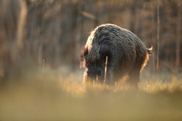 Dzik euroazjatycki, dzik, (Sus scrofa) © Bartosz Rakoczy