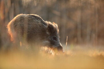Dzik euroazjatycki, dzik, (Sus scrofa) © Bartosz Rakoczy