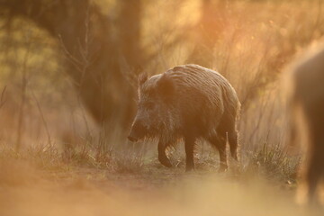 Dzik euroazjatycki, dzik, (Sus scrofa) © Bartosz Rakoczy