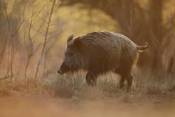 Dzik euroazjatycki, dzik, (Sus scrofa) © Bartosz Rakoczy