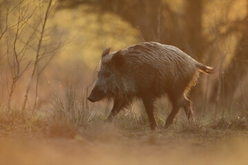 Dzik euroazjatycki, dzik, (Sus scrofa) © Bartosz Rakoczy
