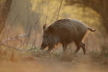 Dzik euroazjatycki, dzik, (Sus scrofa) © Bartosz Rakoczy
