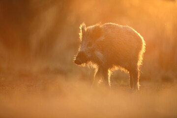 Dzik euroazjatycki, dzik, (Sus scrofa) © Bartosz Rakoczy
