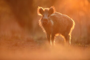 Dzik euroazjatycki, dzik, (Sus scrofa) © Bartosz Rakoczy