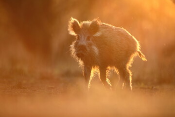 Dzik euroazjatycki, dzik, (Sus scrofa) © Bartosz Rakoczy