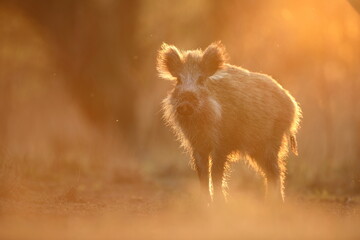 Dzik euroazjatycki, dzik, (Sus scrofa) © Bartosz Rakoczy