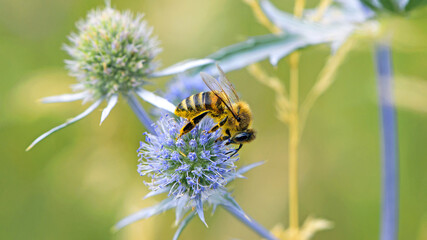 Fototapeta premium bee collecting nectar from a thorny wildflower close-up. honey bee on the meadow plant Eryngium. macro photo of an insect in nature. natural background, benefits of bees in nature. place for text