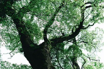 熱海の美しい来宮神社