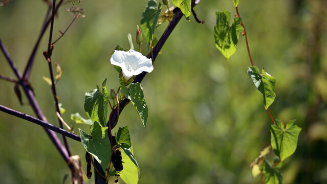 Calystegia sepium. Convolvulus. Close-up picture of white Hedge bindweed flower and some green leaves. beauty of nature, natural background. flowering season. spring time