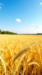 Naklejka premium A golden wheat field under a bright blue summer sky, nature in summer, agriculture and farming, autumn harvest 