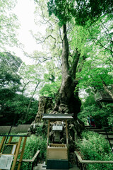 熱海の美しい来宮神社